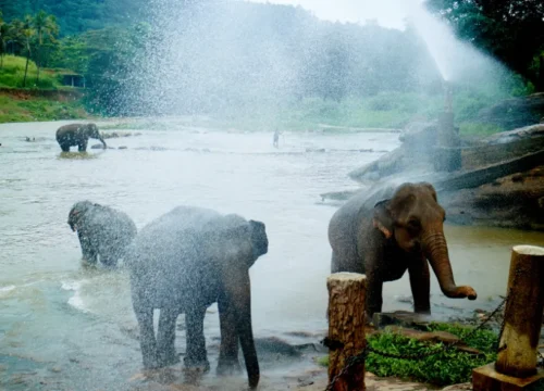 5N/6D Sri Lankan Harmony – Culture, Hills & Coastline