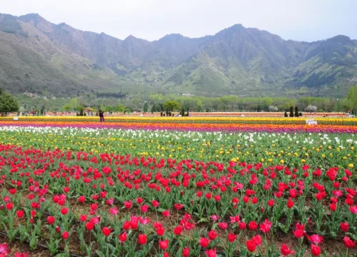 Kashmir Kaleidoscope – 5N/6D Grand Tour